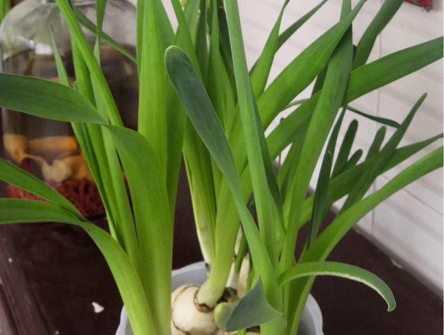 水仙花开完花以后怎么处理，花期长，还能开出好看花（水培百合花怎么养才能保持开的久）
