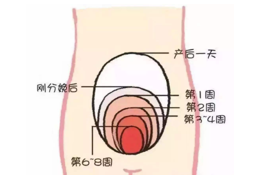 产后子宫收缩好的表现，产后子宫收缩好的表现b超（子宫是怎么恢复的、恢复到正常需要多久）