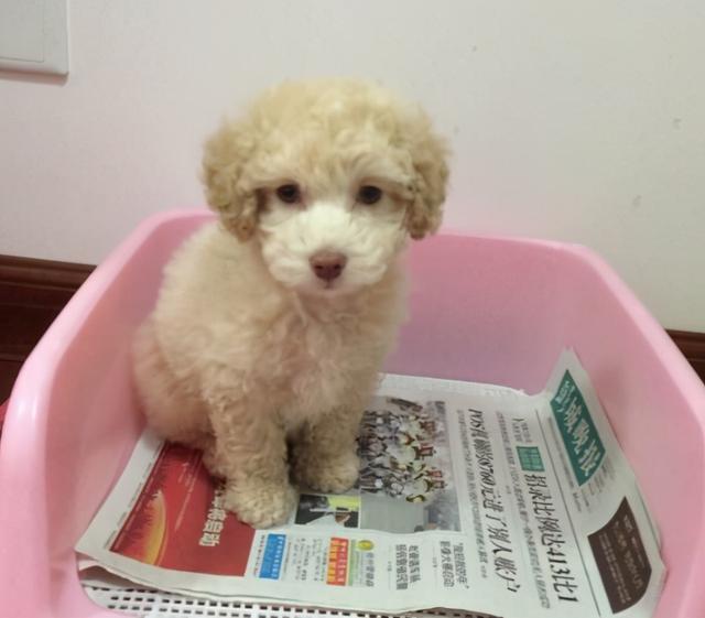 泰迪是什么意思，泰迪摇尾巴是什么意思（现在才知道泰迪犬这几个动作）