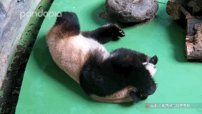 大熊猫战斗力如何，熊猫在动物中战斗力排名（教你快速判断一只熊猫的战斗力）
