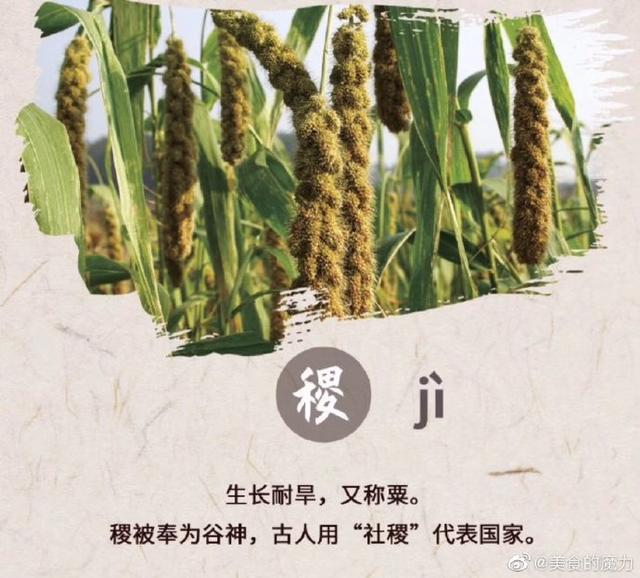 五谷丰登指的是哪五谷，五谷丰登是哪五谷（你知道“五谷丰登”是哪“五谷”吗）