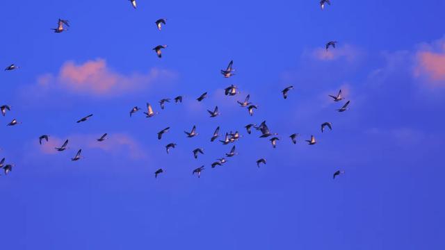 野鸭的种类有哪些，野鸭子有哪几种（TA就是野鸭中最靓的仔）