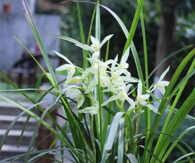 兰花花期是什么时间，兰花的开花期有多长时间（兰花的四季莳养）