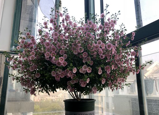 请问一下小木槿的种植方法，盆栽小木槿的养殖方法（养\