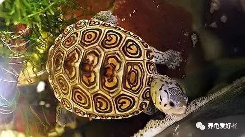 十大最好养的深水龟，十大深水龟排名图片（哪些才是属于观赏性好的）