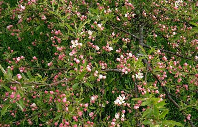 东洋锦海棠的养殖方法和注意事项，东洋锦海棠怎么养（这些品种不仅名字好听）