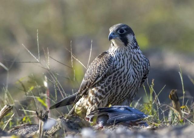 隼是什么鸟，生物演化史上的速度巅峰（隼是什么鸟吃什么食物）