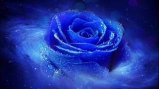蓝色玫瑰代表什么，蓝玫瑰代表什么意思（你知道不同颜色的玫瑰花蕴含着什么意义吗）