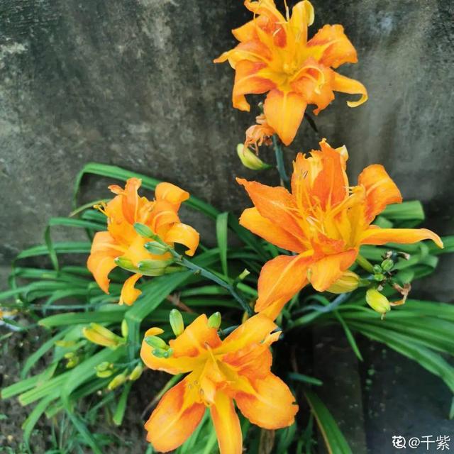 紫薇花什么季节开花，紫薇什么时候开花（温度高也不休眠）