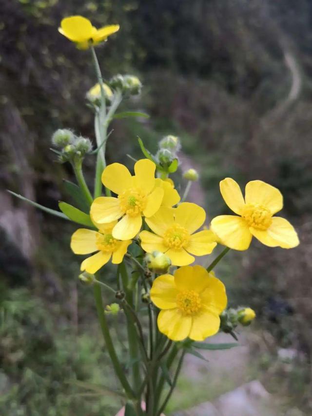 春天的花有什么，春天的花有几种分别是什么（40种小野花）