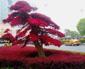 红花继木，红花檵木～娇颜耀芳丛（红花继木）