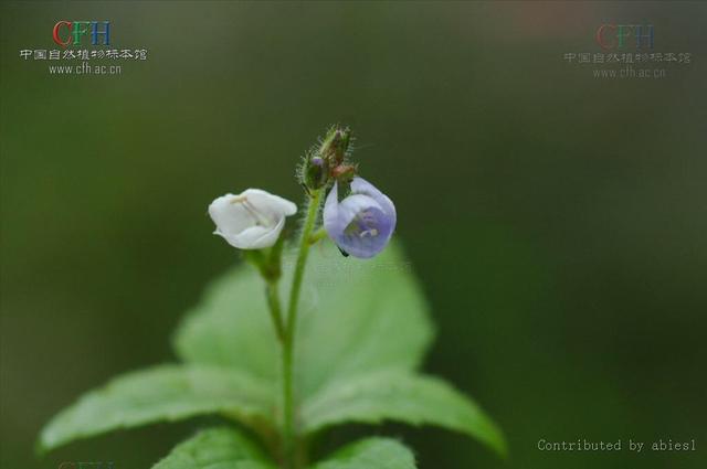 纳的拼音，纳的拼音和词语（中药材灰毛婆婆纳）