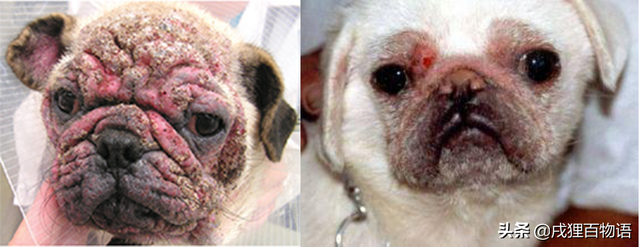 狗狗皮肤癌图片