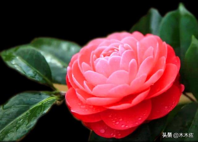 山茶花的花语和寓意，山茶花的寓意（茶花中的珍品——赤丹）