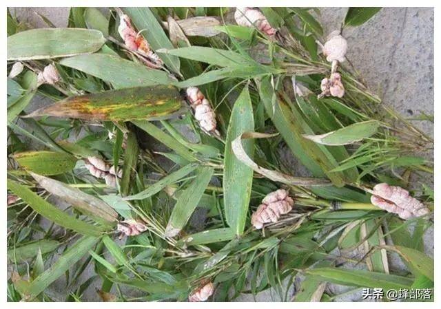 竹黄的功效与作用，竹黄泡水喝有什么功效（不认识的把它当“病虫害”处理）