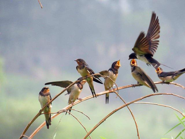 燕子的资料，燕子为什么要辛苦捕食昆虫