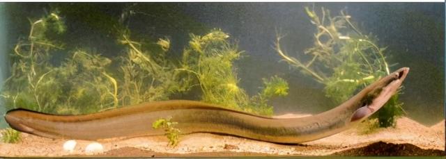 淡水观赏鱼种类，淡水观赏鱼的种类大全！（中国淡水观赏鱼图集<一>）