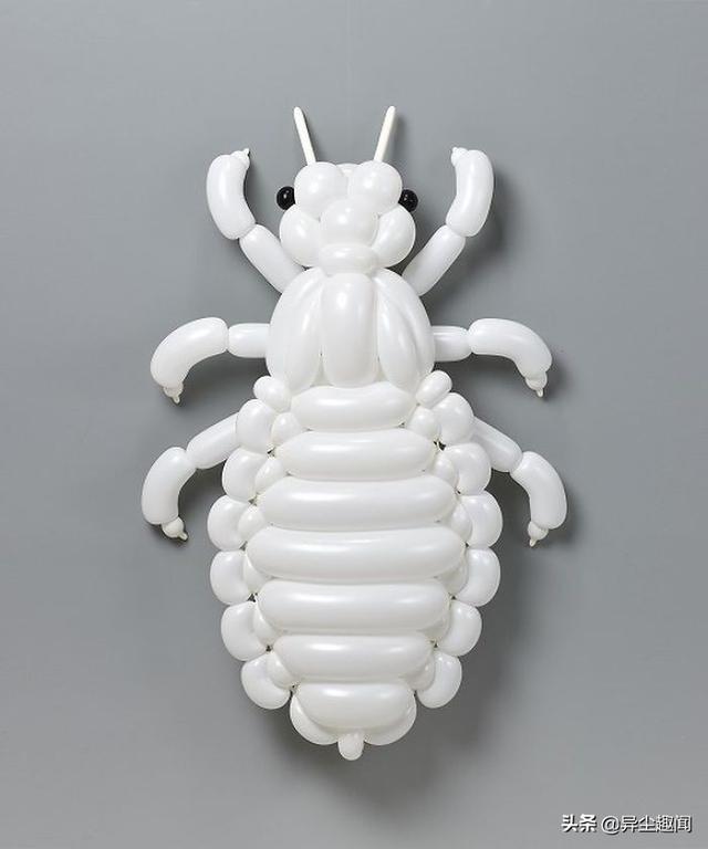用气球做小动物教程，教你用气球做小狗的方法（日本艺术家用气球制作了令人难以置信的动物模型）
