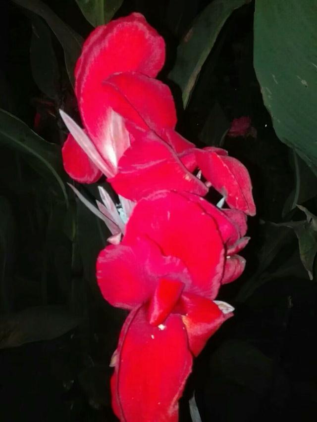 美人蕉花语，养殖做好这几点（美人蕉花语是什么意思）