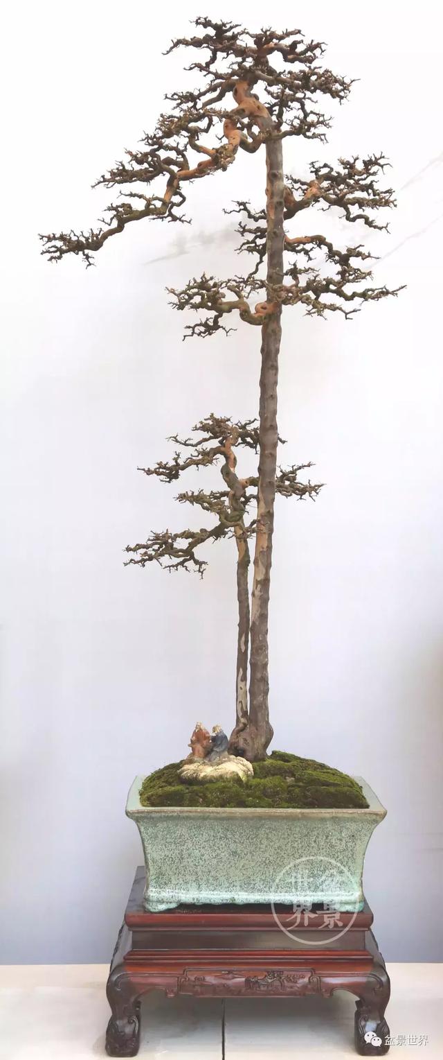 雀梅别名别名: 对节刺,雀梅藤,碎米子等,是传统的"盆景七贤"之一(七贤