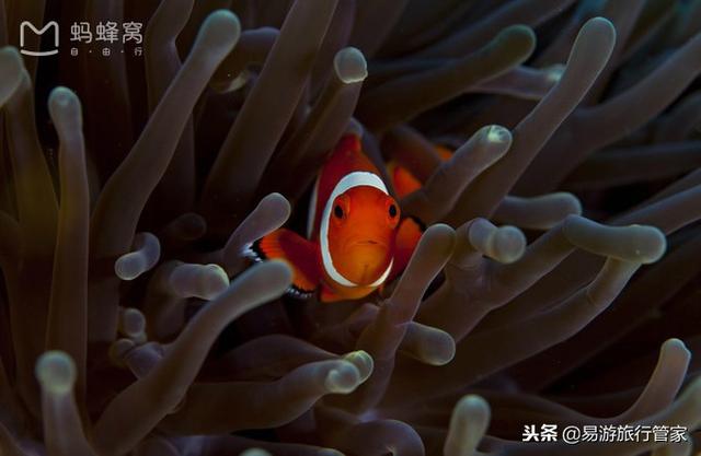 沙巴在哪里，沙巴在哪里啊（沙巴经典必游10个景点）