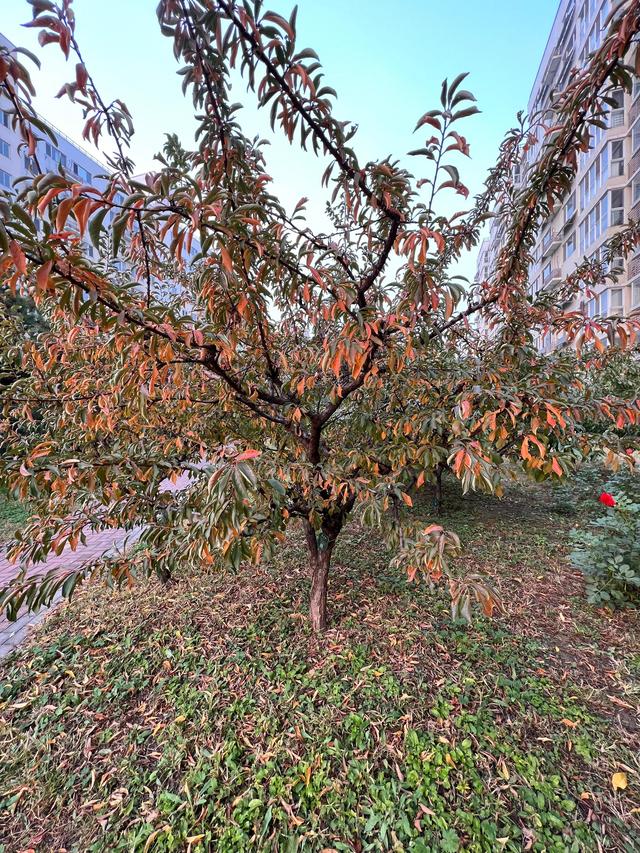 小区里的景色，小区里的景色真美呀（秋天里的小区美景图片）