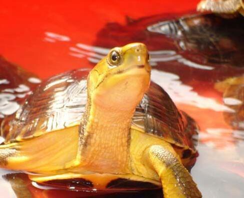 乌龟种类有哪些，乌龟种类有哪些品种（陆龟和水陆两栖龟区别）