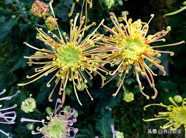花瓣的瓣怎么写，花瓣的瓣的拼音（菊花的五类花瓣和30个基本花型）
