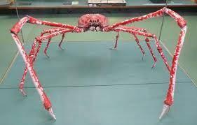 螃蟹的克星是什么动物，螃蟹的天敌有哪些（海底杀手：杀人蟹）