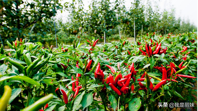 辣椒种植方法和时间，辣椒种植技术与管理方法（这个种植方法不妨打开看看）