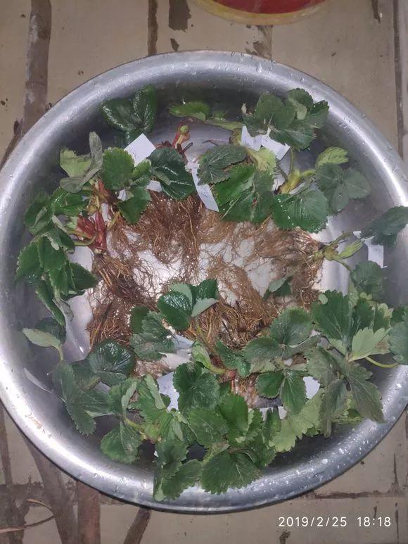 霸王花是火龙果的花吗，昙花、霸王花、火龙果花和令箭荷花的区别（奶奶把一根枝插土里）