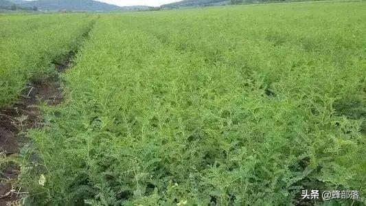 野生黄芪图片，黄芪图片野生黄芪什么样子（农村人看到熟视无睹的黄芪）