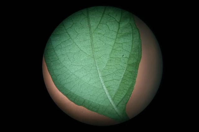 夏日里的江南山野奇花，玉叶金花白纸扇