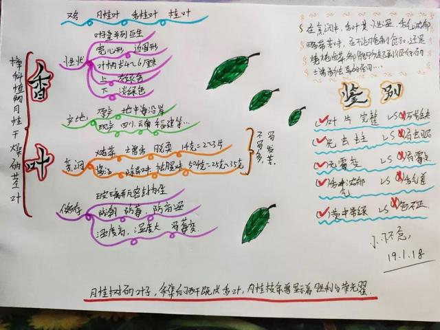 薄荷香料的做法大全，带你认识40款香料及各种底料炖料配方