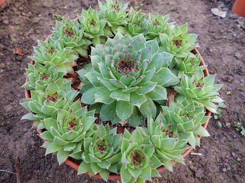 观音莲的养殖方法和注意事项，观音莲的养殖方法和注意事项 新闻（观音莲盆栽这么养）