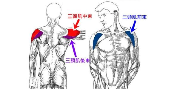 上臂外侧三角肌下缘图图片