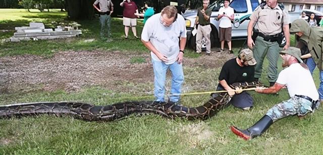 非洲巨蟒的介绍，非洲巨蟒vs泰坦巨蟒（长达七米的巨蟒在美国泛滥）