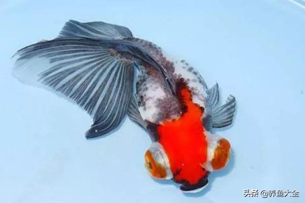 金鱼都有什么品种，金鱼有多少种品种（高颜值金鱼，养金鱼就选这些）