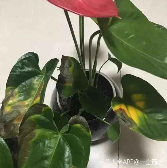 鸟尾花的繁育管理，鸟尾花 花期（30种耐阴花）