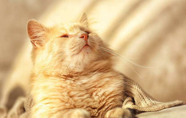 被陌生猫亲近什么预兆，猫跟人有缘是什么预兆（如果陌生的喵星人对你有以下四种行为）