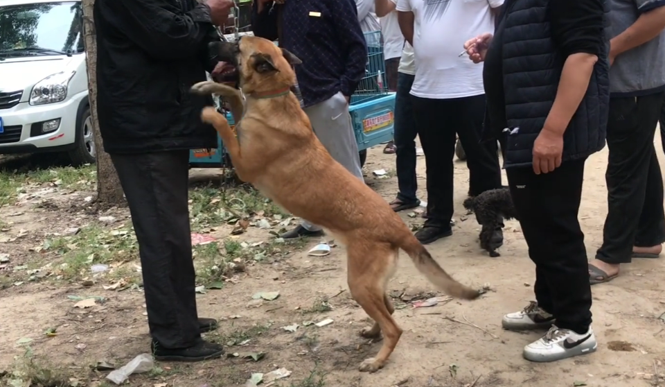 山东小马犬多少钱 山东马犬幼犬价格