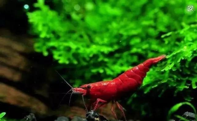 极火虾观赏虾怎么分公母，观赏虾极火虾怎么繁殖（极火虾：给冷冽的草缸一抹温暖）