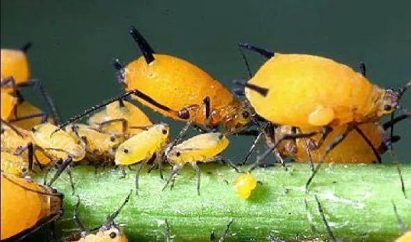 害虫有哪些昆虫，害虫有哪些昆虫介绍（常见害虫的处理和预防技巧）