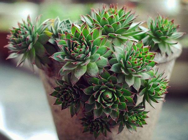 观音莲的养殖方法和注意事项，观音莲的养殖方法和注意事项 新闻（观音莲盆栽这么养）