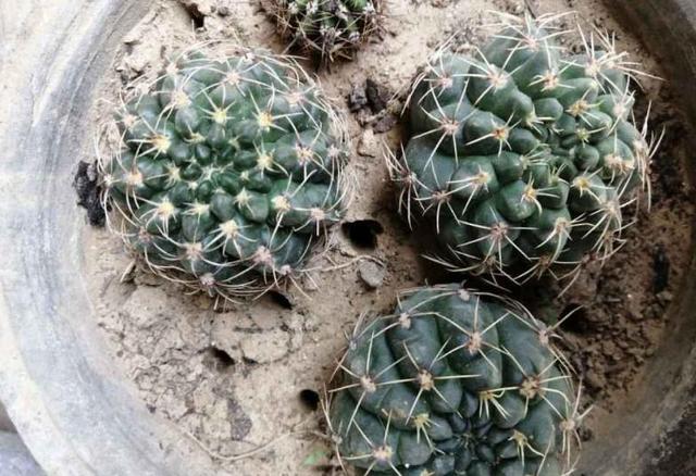 仙人球怎么移栽，仙人球怎样移栽移植和养护（掰个仙人球小侧芽）