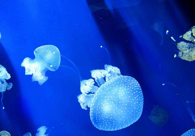 海蜇属于什么动物，水母和海蜇的区别竟如此之大