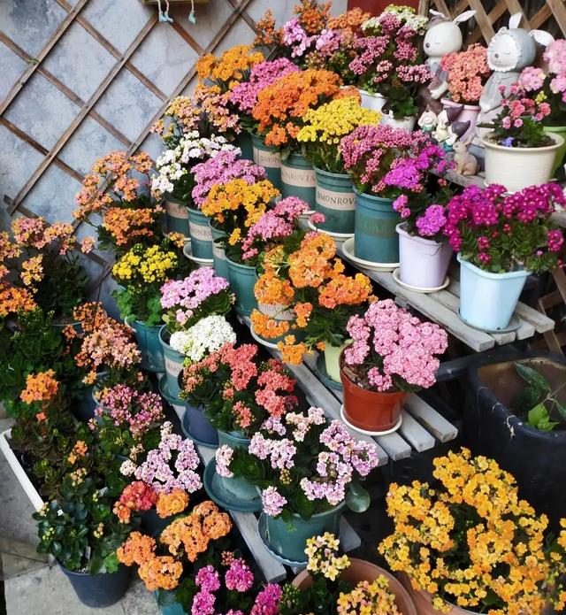 适合家里养的32种花，家里养什么花好（”家居盆花100种）