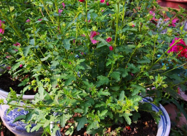 请问一下小木槿的种植方法，盆栽小木槿的养殖方法（养\