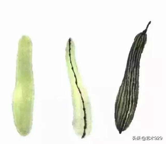 丝瓜喜欢阴还是阳，丝瓜苗喜阳还是阴（一教就会，国画丝瓜的写意画法）