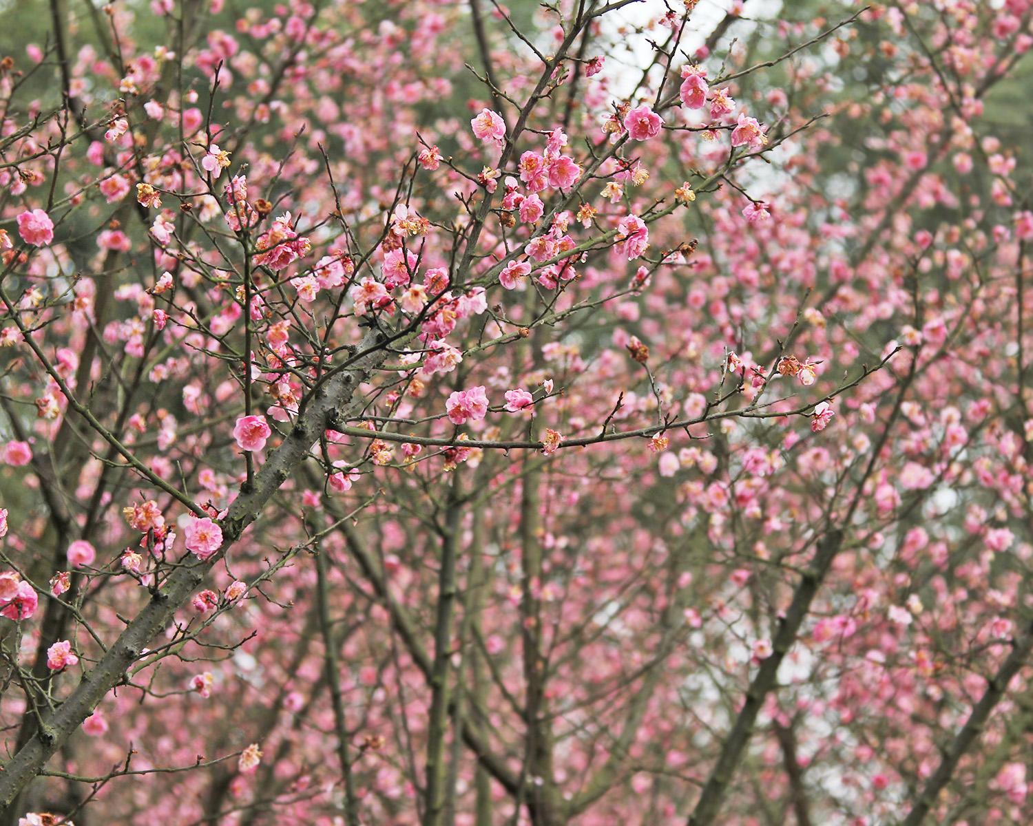 重庆大学虎溪校区（春暖花开）